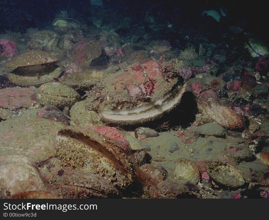 Underwater Life Of Kuril Islands