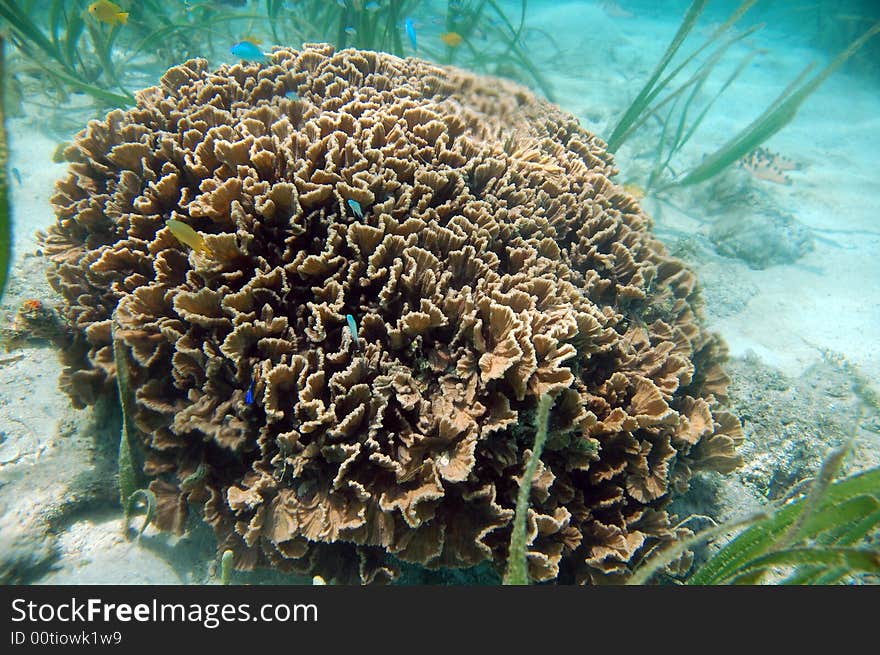 Underwater shot of a coral sorrounded by many small, blue and yellow fishes. Underwater shot of a coral sorrounded by many small, blue and yellow fishes