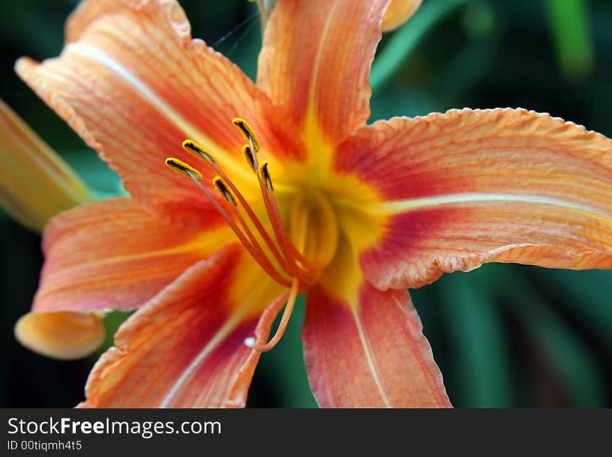 Flower macro