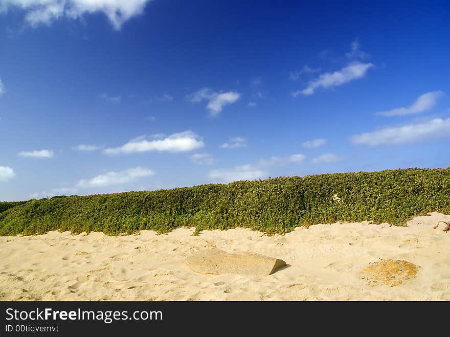 Beach with plants.