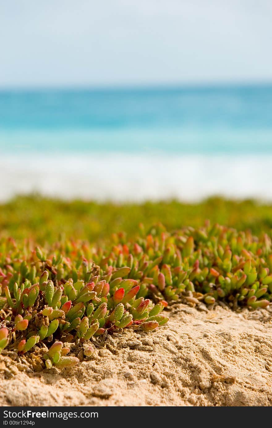 Plants on beach.