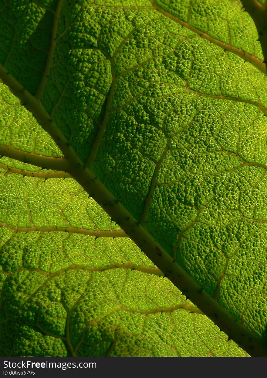 A small section of a heavily textured green leaf. A small section of a heavily textured green leaf