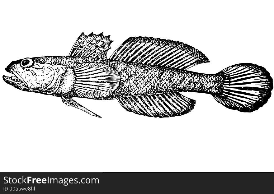 For that what to draw and describe the given figure it would be necessary to read through and see many magazines and books. Illustration. Distinctive feature of a fish are belly fins which are connected. Color of a body yellowish, grey with brown spots, spots sometimes merge in slanting cross-section strips. Length up to 24 centimeters. A place of dwelling the sea. It is totaled about 30 subspecie. For that what to draw and describe the given figure it would be necessary to read through and see many magazines and books. Illustration. Distinctive feature of a fish are belly fins which are connected. Color of a body yellowish, grey with brown spots, spots sometimes merge in slanting cross-section strips. Length up to 24 centimeters. A place of dwelling the sea. It is totaled about 30 subspecie