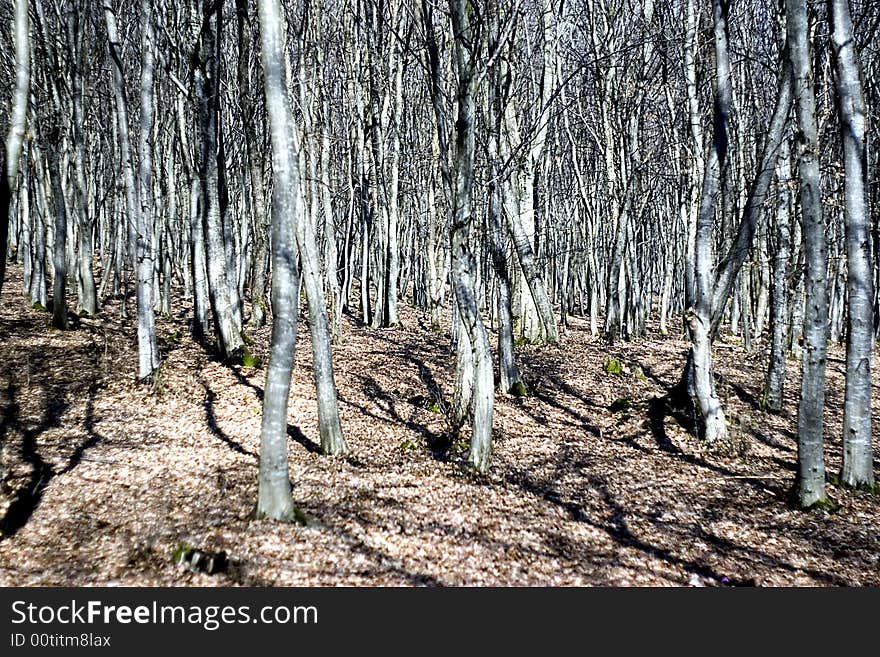 Young forest, in early spring time. Young forest, in early spring time.