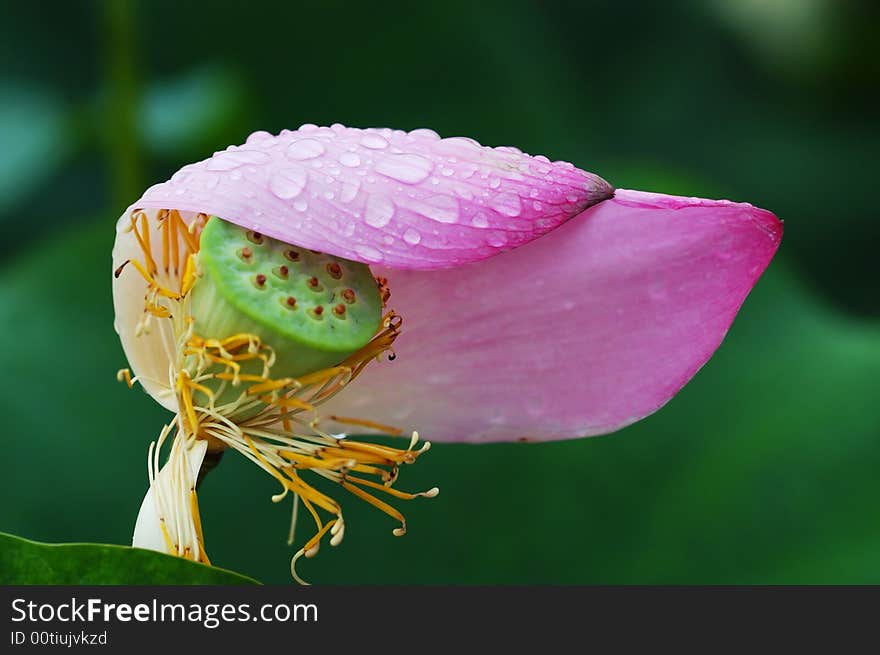 Lotus after rain