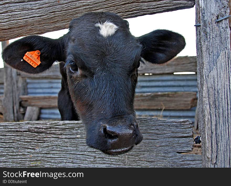 A young calf looking out between the wooden rails of its enclosure. A young calf looking out between the wooden rails of its enclosure