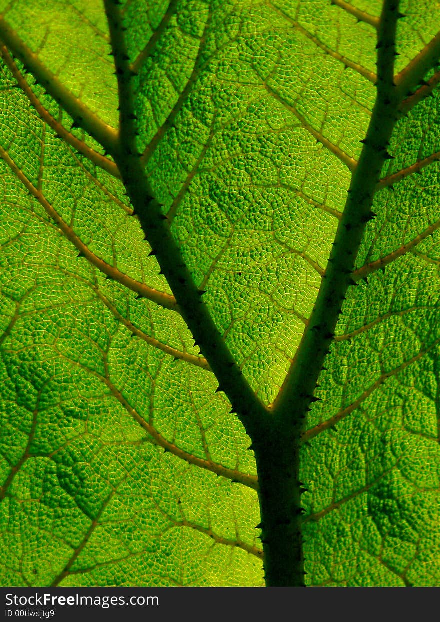 Textured leaf