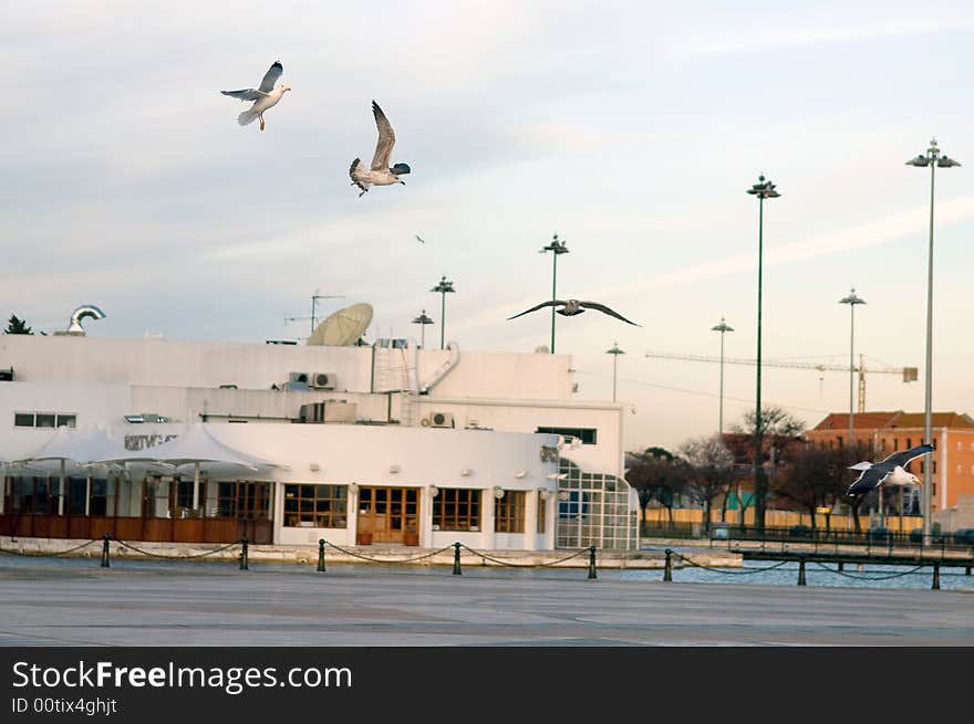 Flying seagull in Lisbon