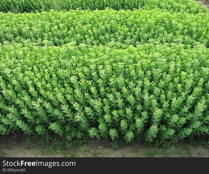 Green leafs