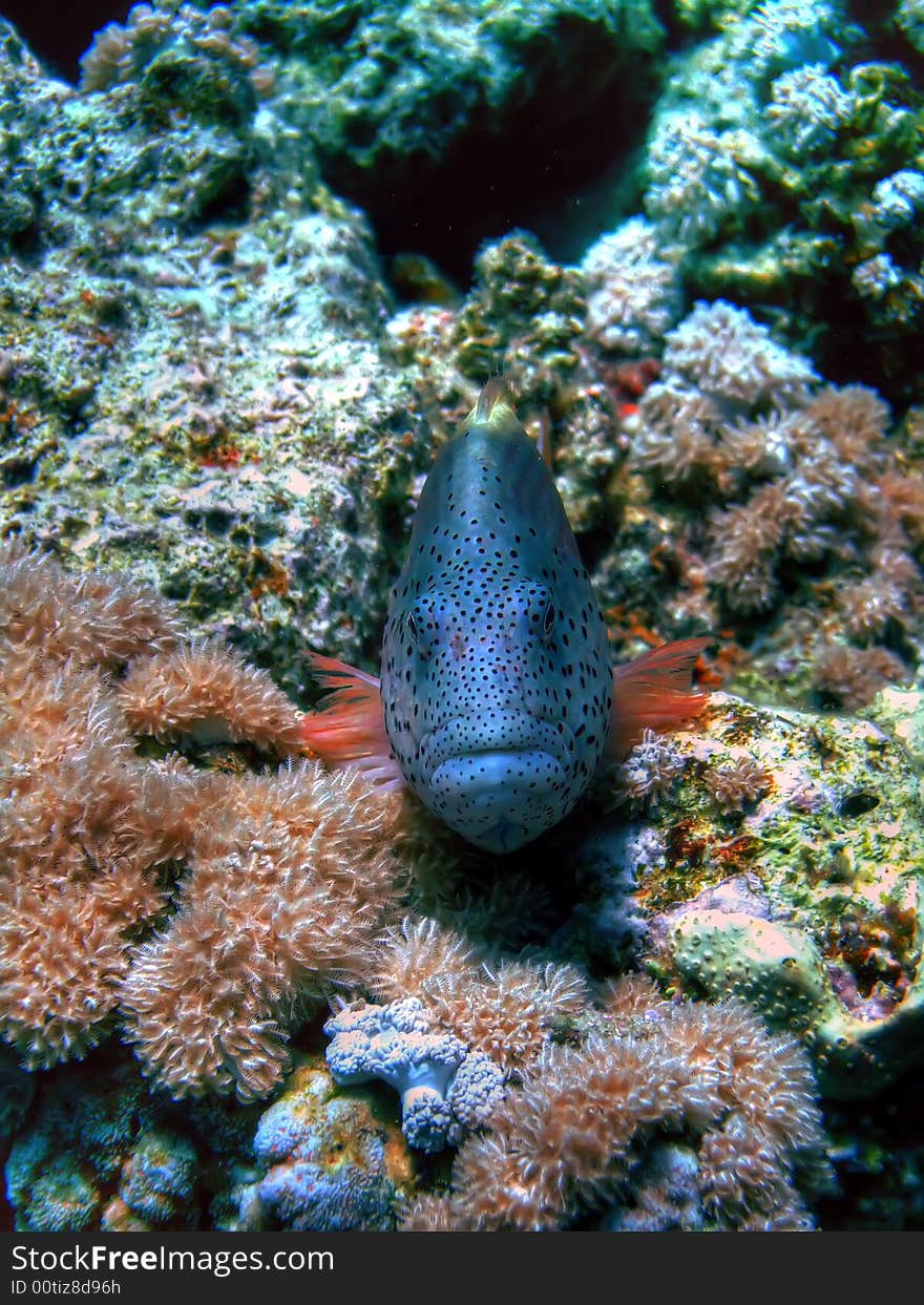 Freckled Hawkfish