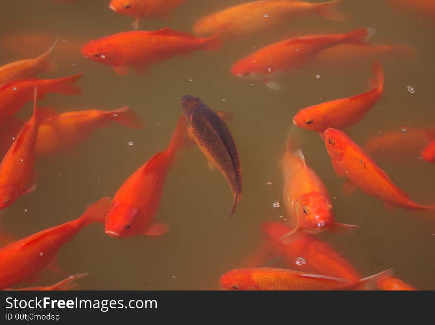 Asia Chinese characteristics China Specialty Artificial feeding Animal fish Beautiful koi Rare scarce Freshwater Pet Fish