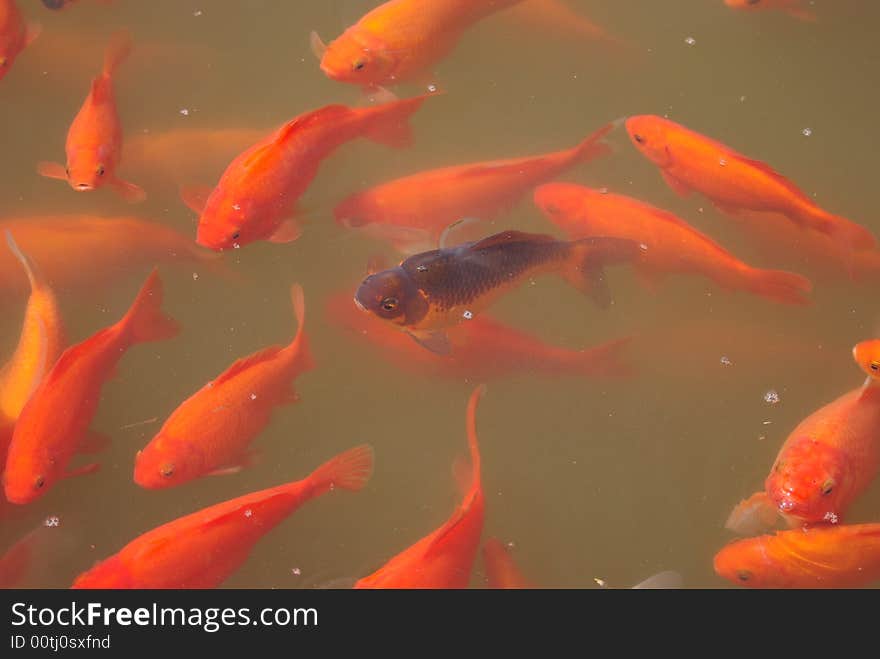 Black Koi