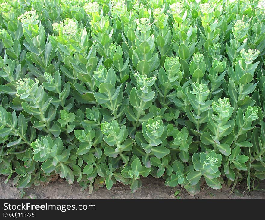 Green Leafs