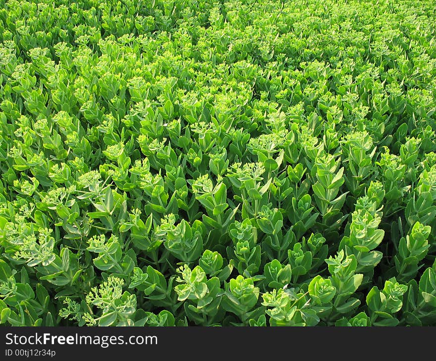 Green leafs