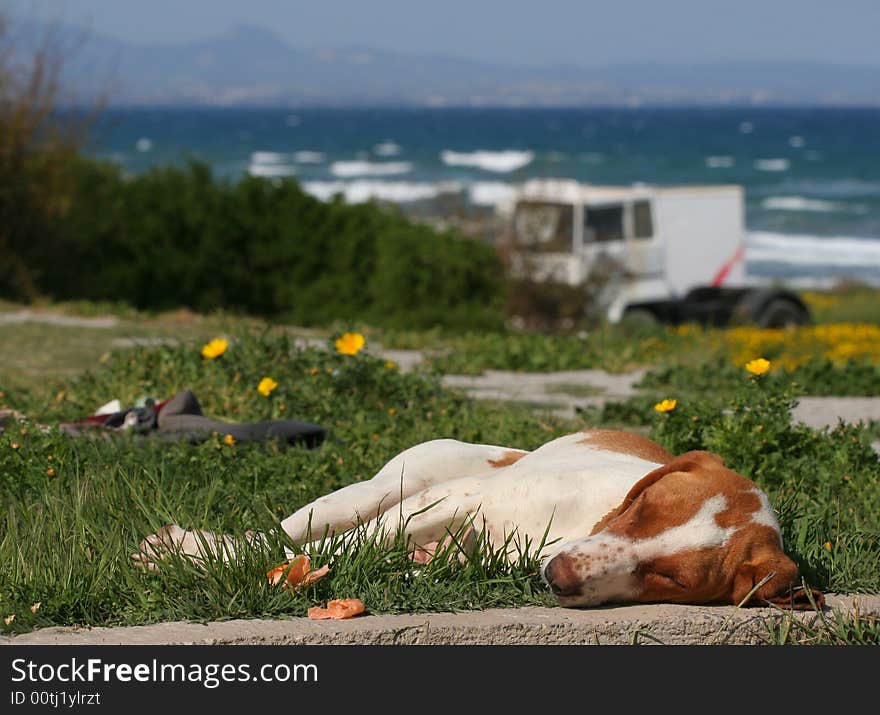 sleeping dog