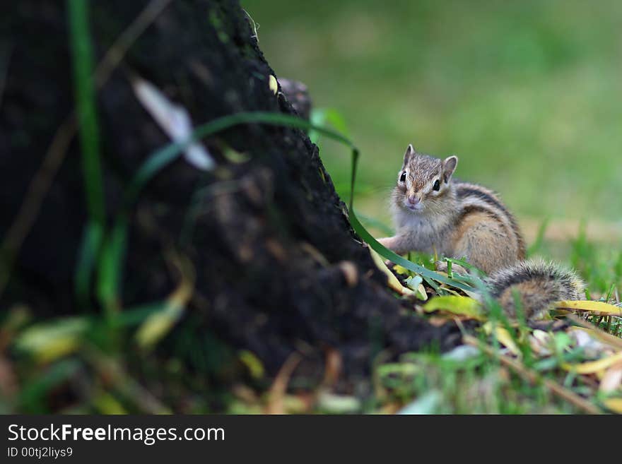 Beautiful nature is our precious property.... a cute squirrel,Photo by Toneimage in China,a photographer living in Beijing.