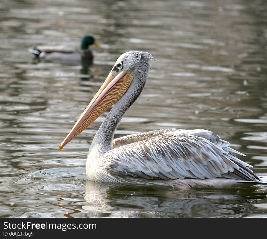 Beautiful nature is our precious property.... a cute pelican,Photo by Toneimage in China,a photographer living in Beijing.