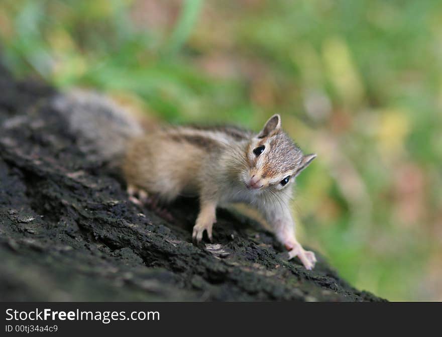 Beautiful nature is our precious property.... a cute squirrel,Photo by Toneimage in China,a photographer living in Beijing.