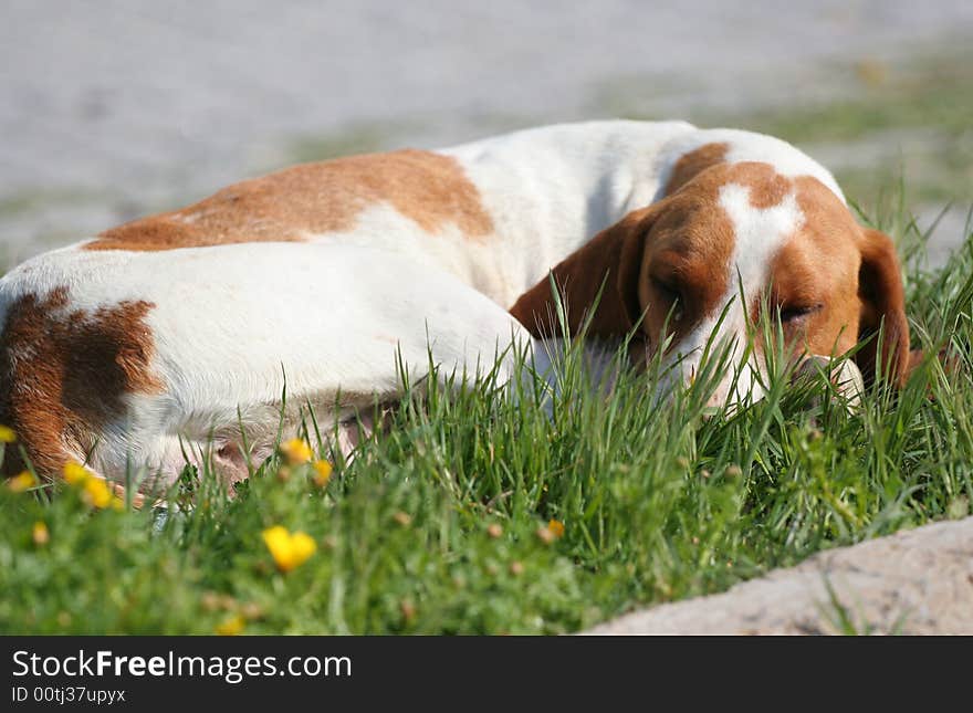 A dog,have a sweet dream...Beautiful nature is our precious property.... North Cyprus really is as beautiful as they say. Uncrowded, unspoilt and blessed with the best climate in Europe. Untouched beaches, legendary hospitality, and a wealth of history and culture combine to make this an unforgettable holiday experience. Photo by Toneimage of China, a photographer live in Beijing.