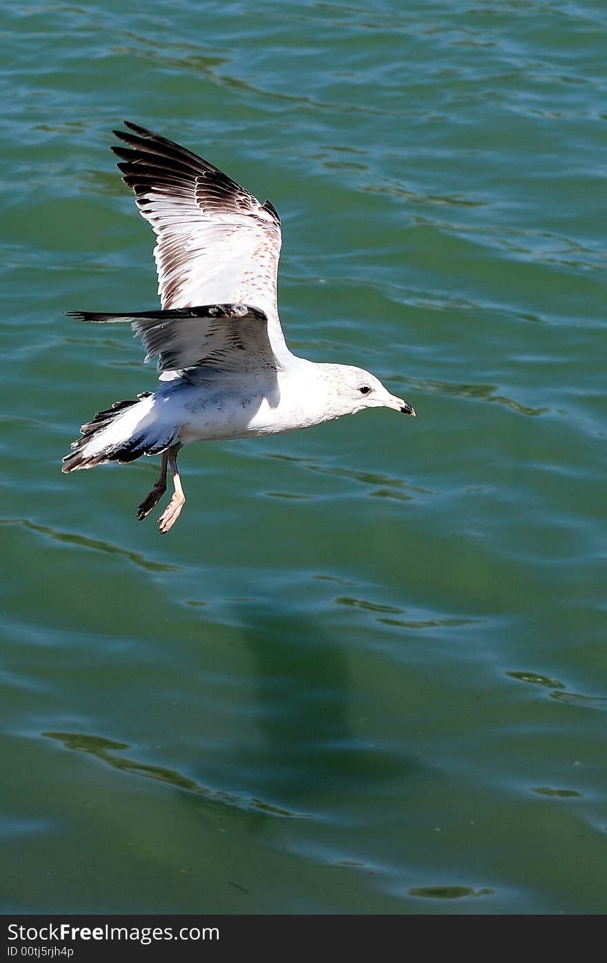 Seagull In Flight