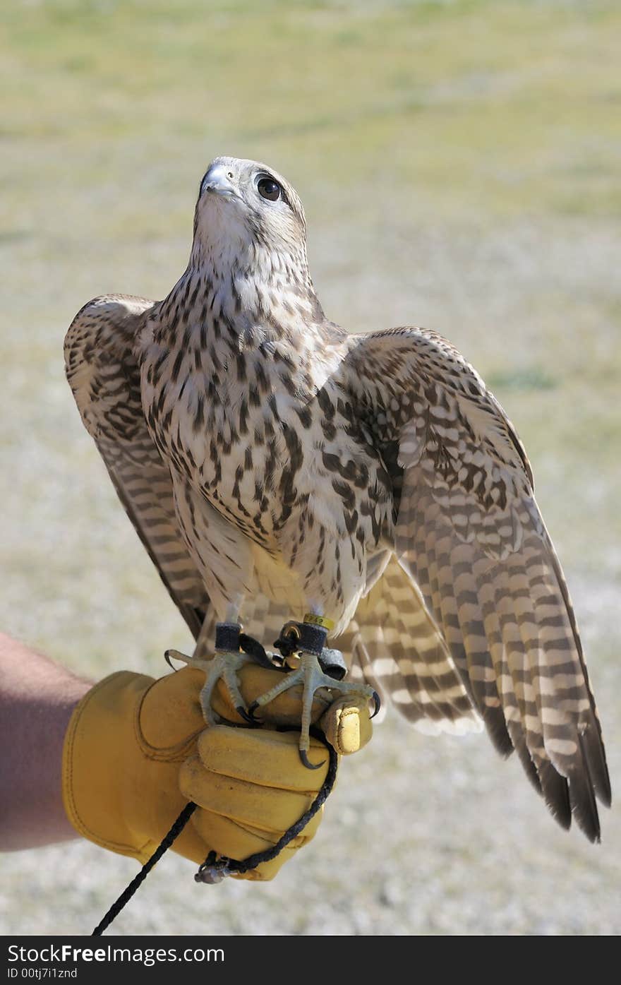 Merlin/Geofalcon cross sitting on the glove of a falconer