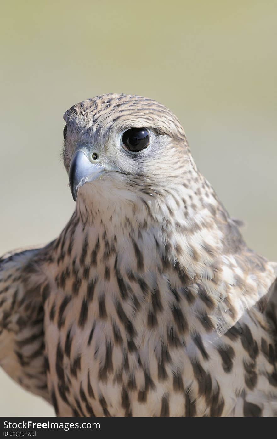 Merlin/Geofalcon crossbred sitting on the glove of a falconer