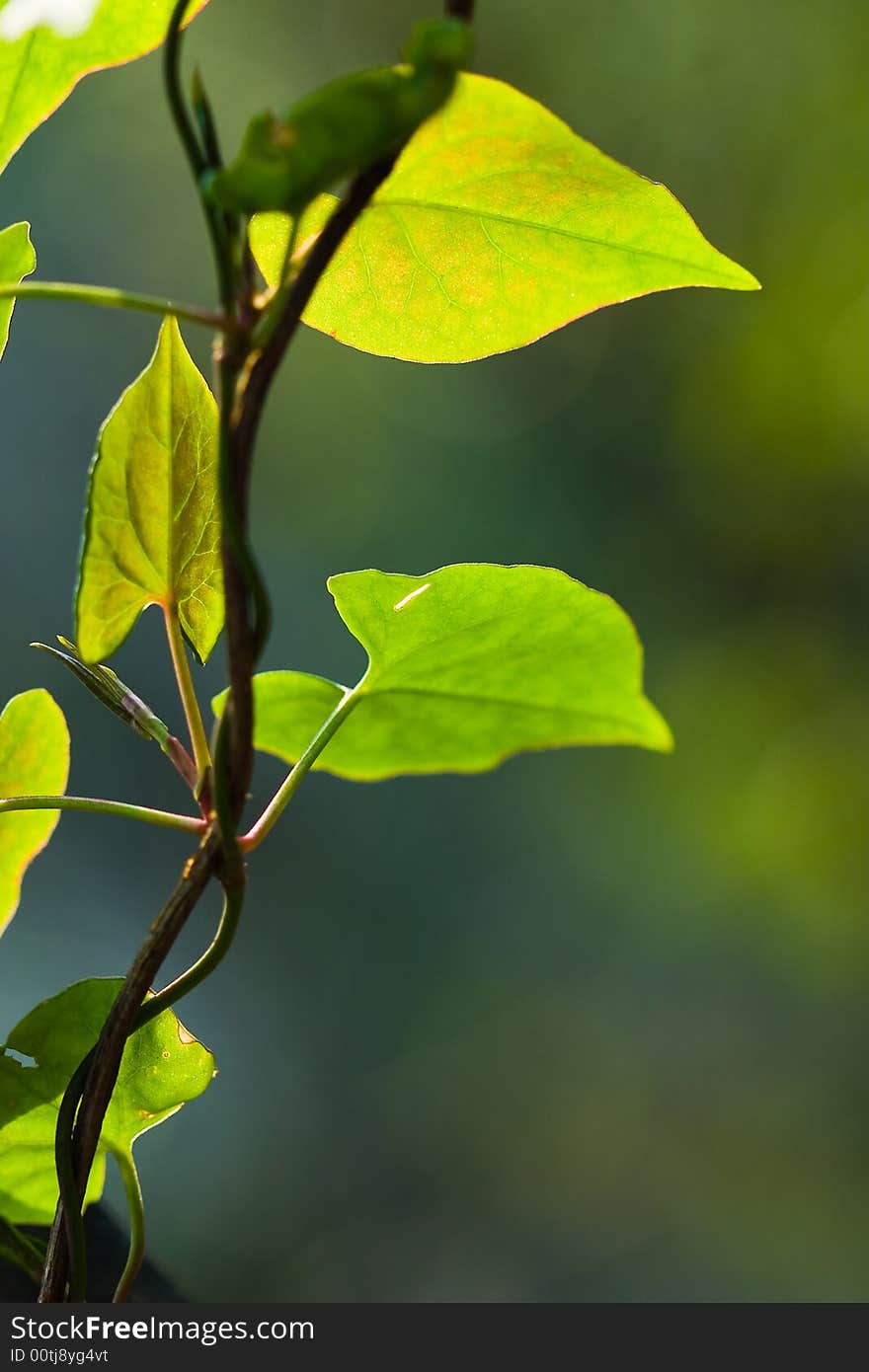 Green leaf in sunshine, spring leaf