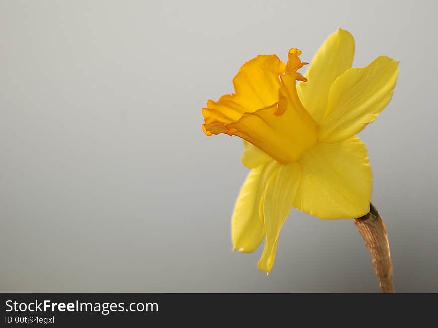 Narcissus in a fog, daffodil on background of mist