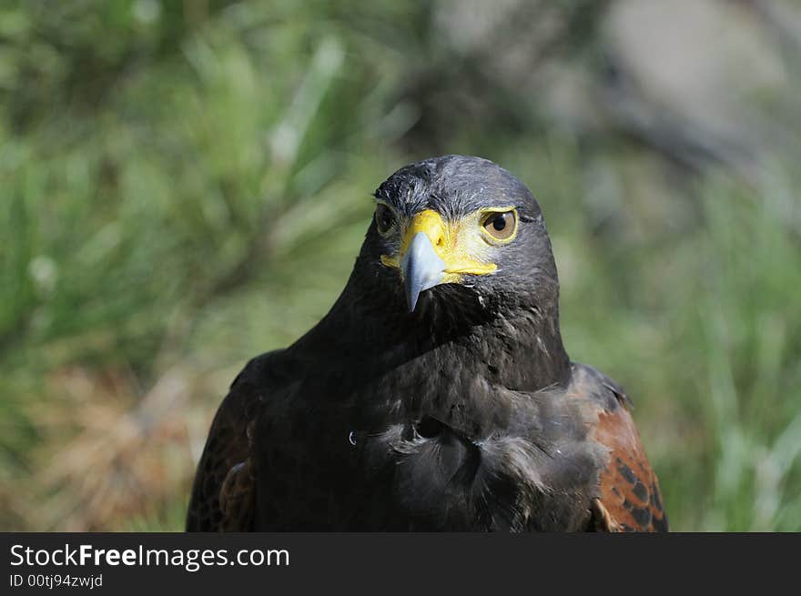 Closeup of a Harris hawk looking intently for game. Closeup of a Harris hawk looking intently for game