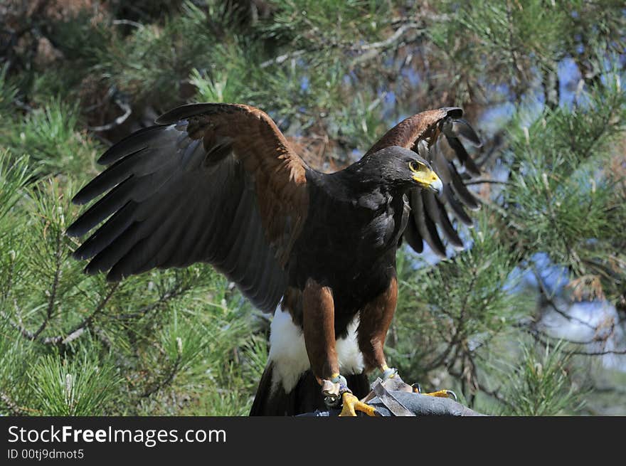 Harris hawk sitting on the glove of a falconer with wings spread