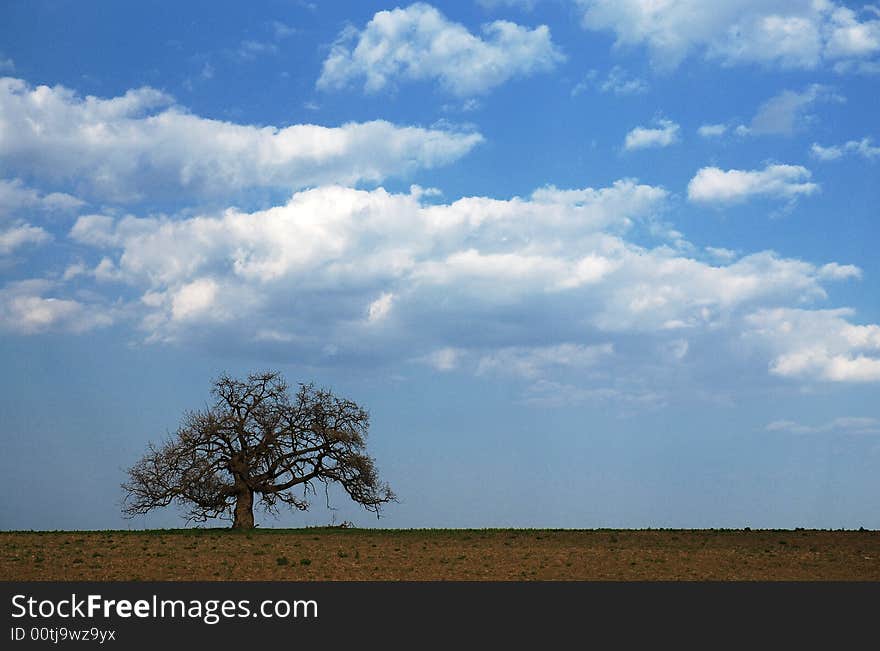 Lonely tree