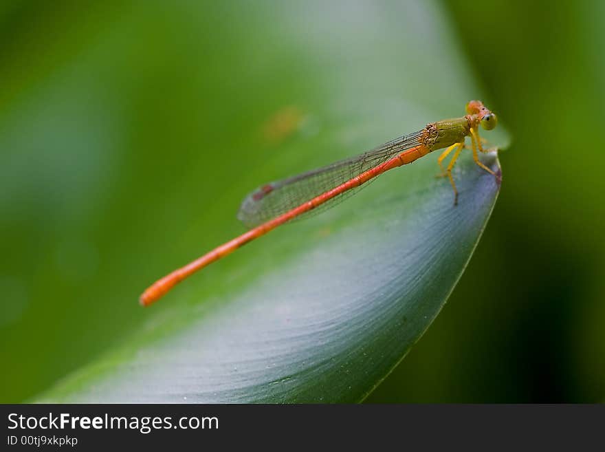 Damselfly on green leaf in summer