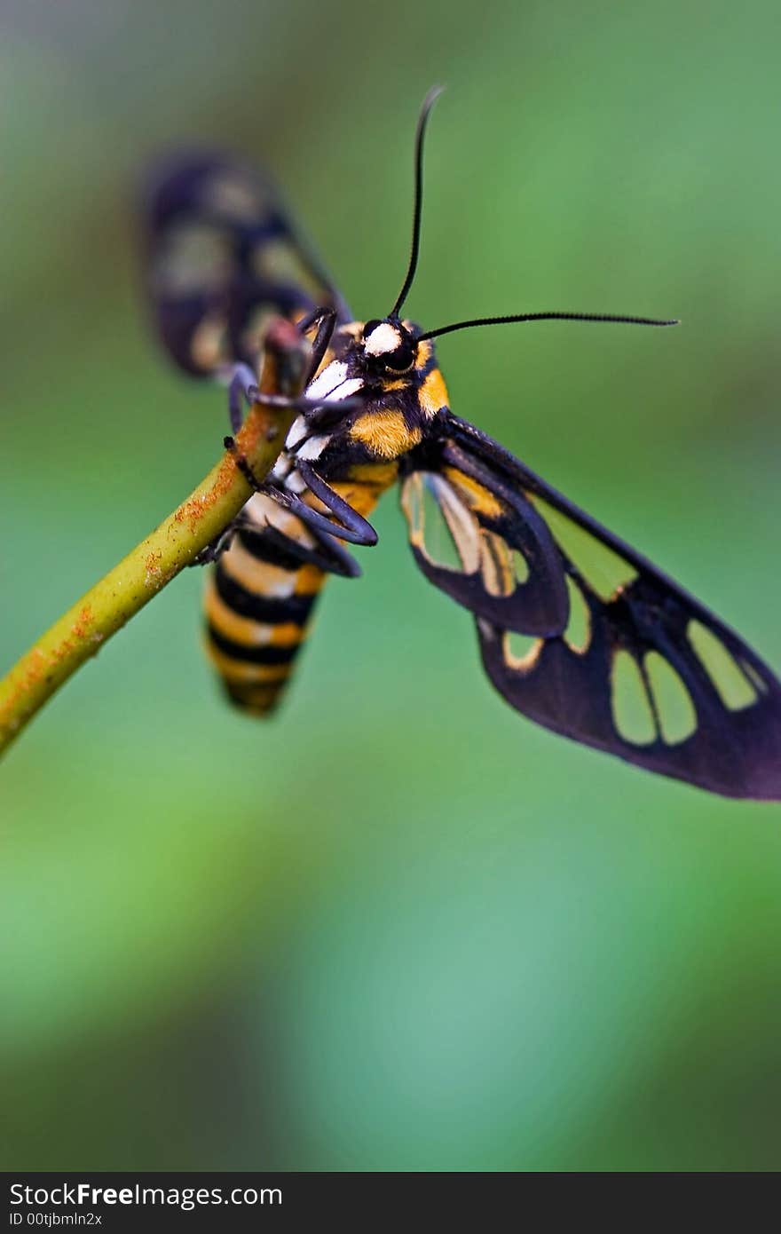 Insect, like butterfly on green leaf in summer