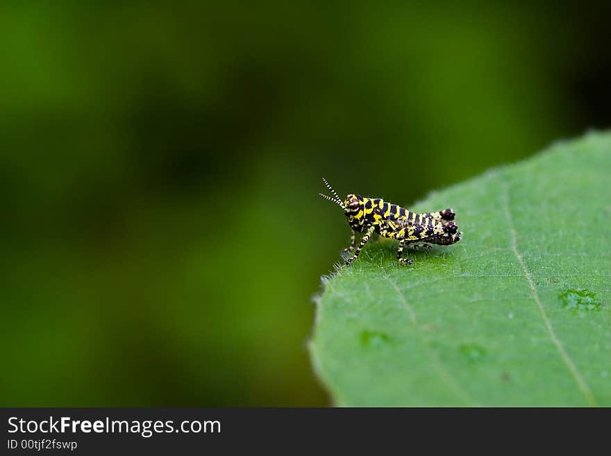 Insect,locust with yellow stripe on green leaf in summer