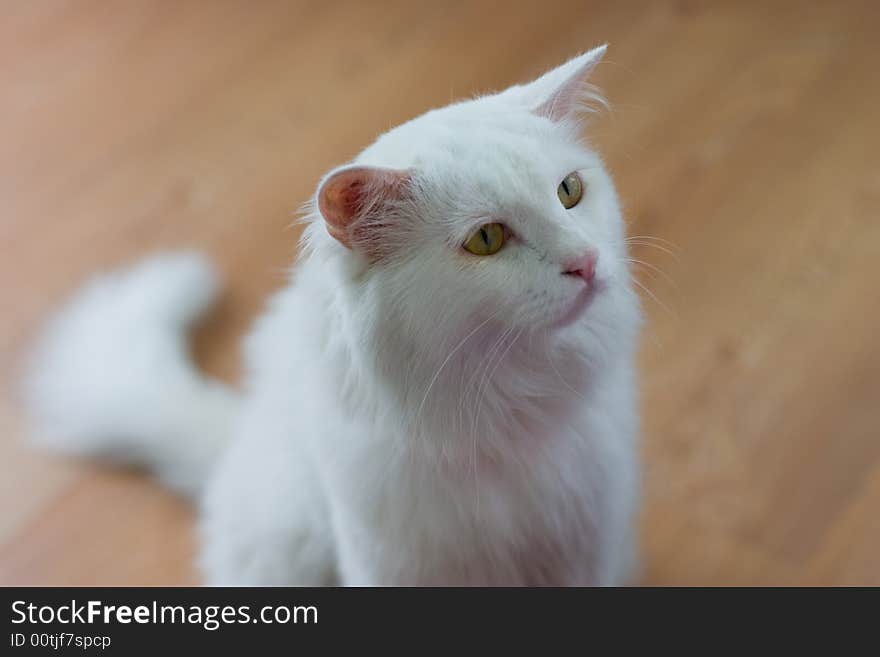 Whiter persian cat