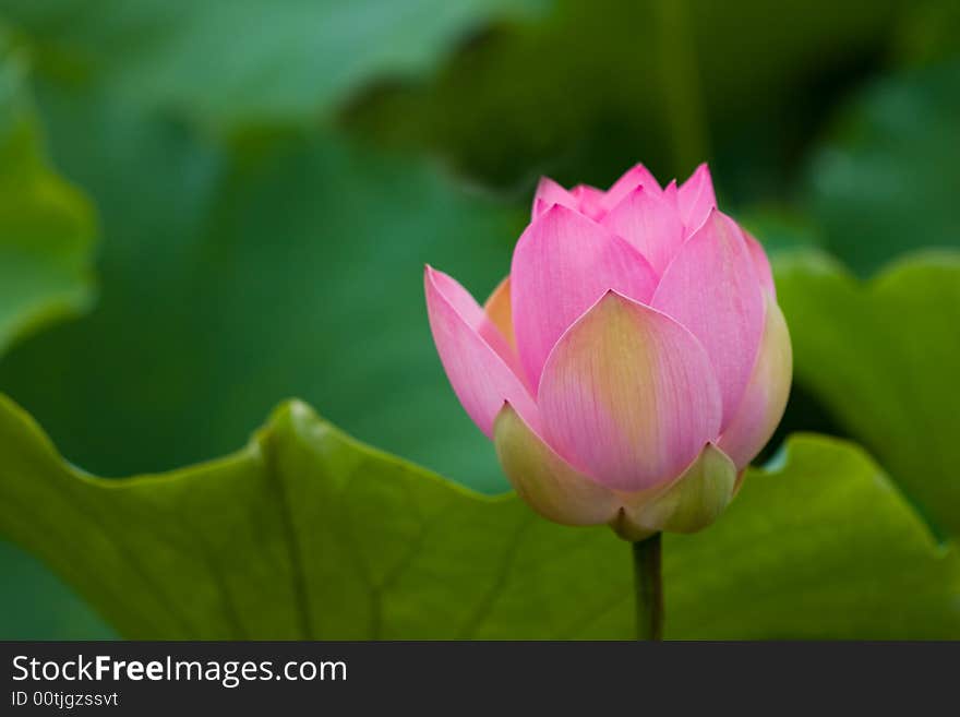 Pink lotus, green leaf, leaf details, branch