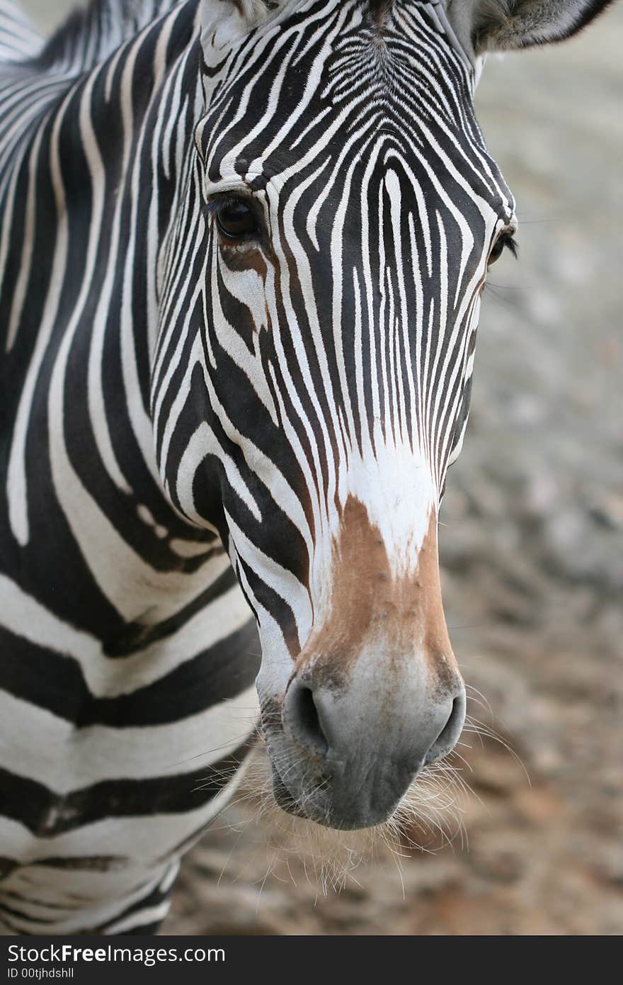 Zebra portrait