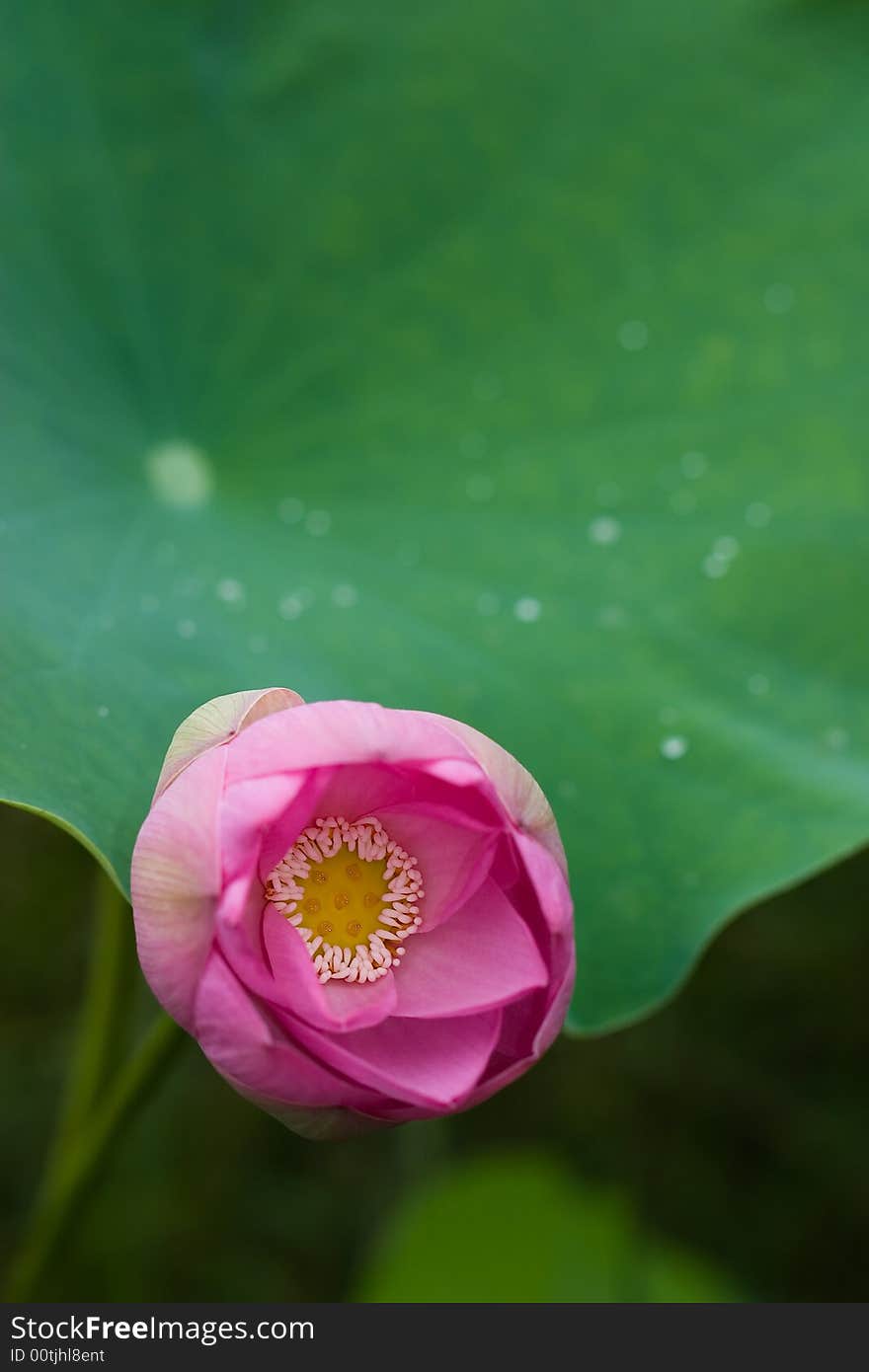 Pink lotus, green leaf, flower details, branch