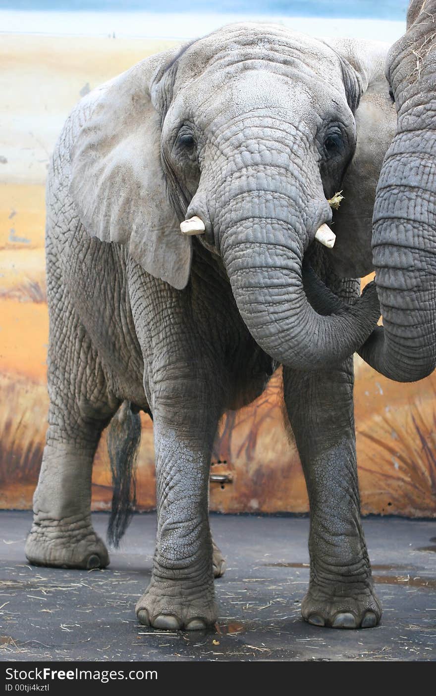 Elephant and it´s hug in the ZOO. Elephant and it´s hug in the ZOO