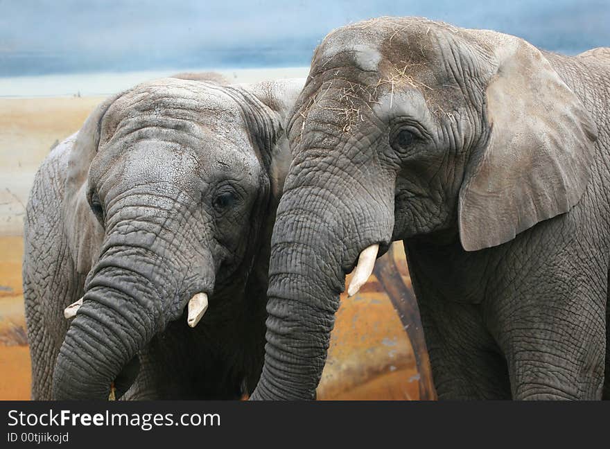 Two elephants