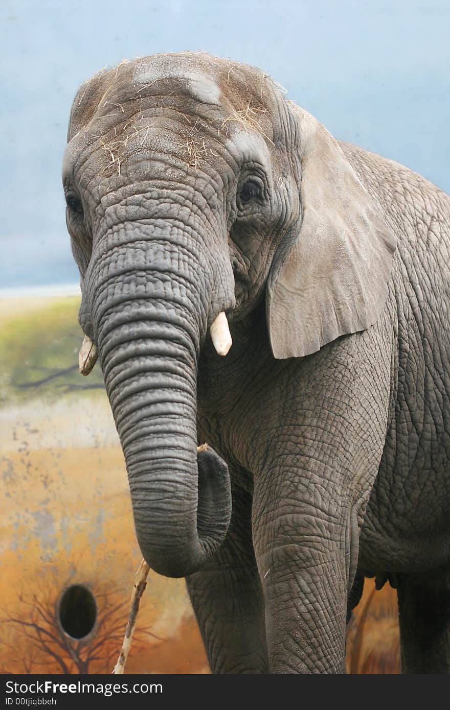 Giant elephant standing in the ZOO