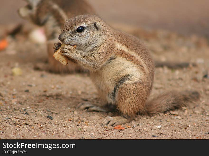 Eating squirrel