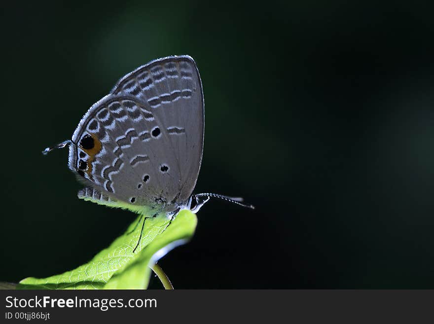 Butterfly on green leaf in night