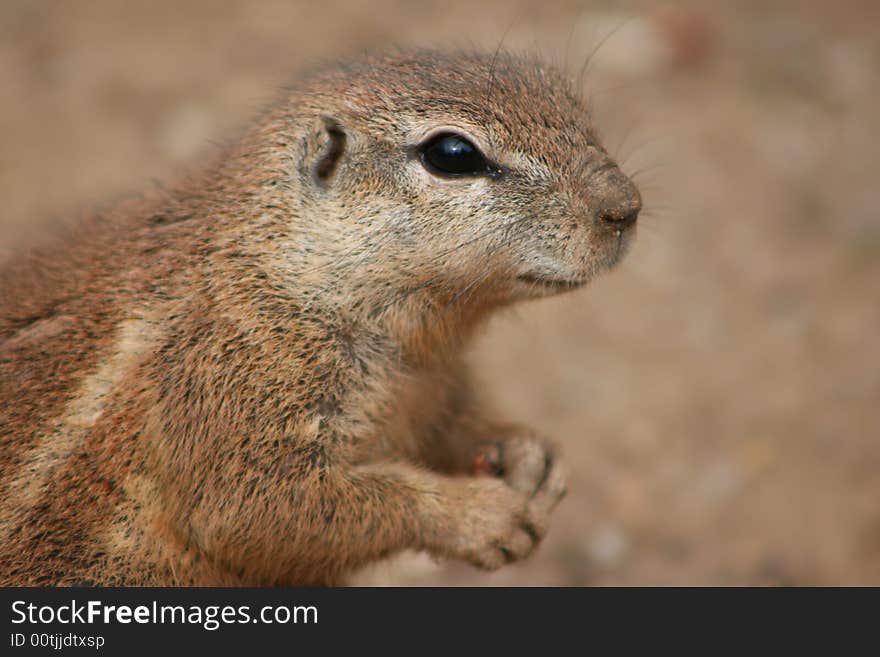 Squirrel portrait