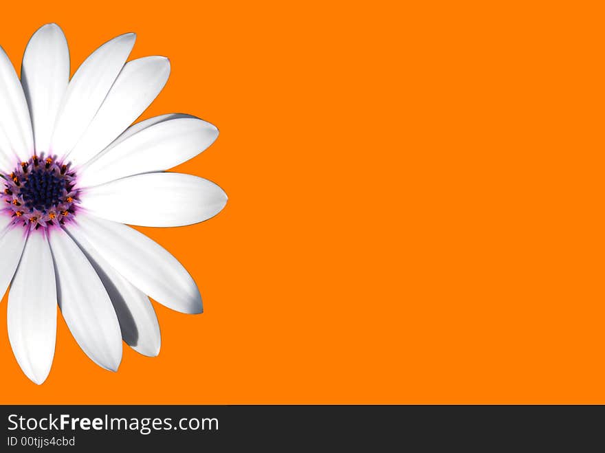 A white and nice daisy on orange background