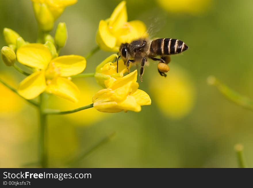 Insect,bee on yellow flower in summer. Insect,bee on yellow flower in summer