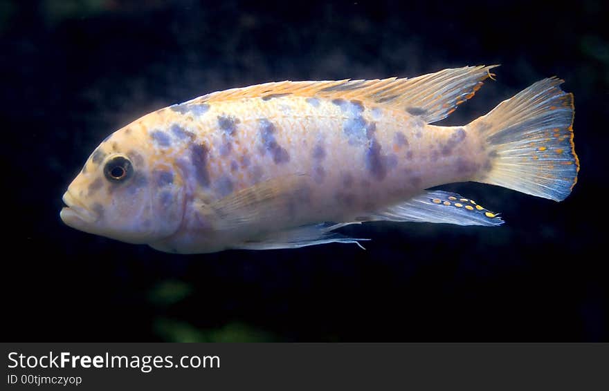 Portrait of nice aquarium fish. Portrait of nice aquarium fish