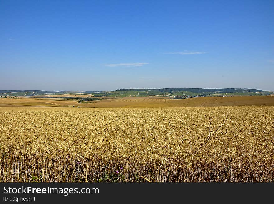 Landscape Of A Corn Field