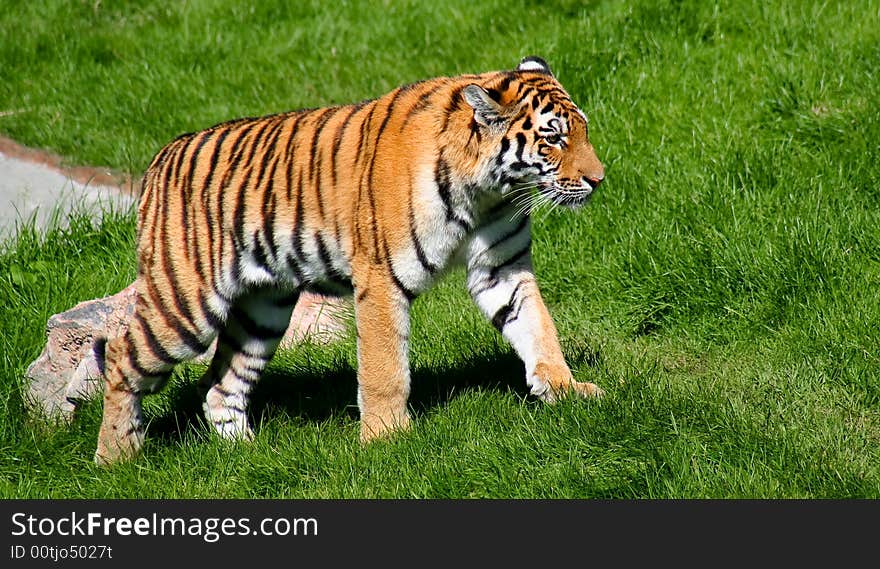 Tiger on the move