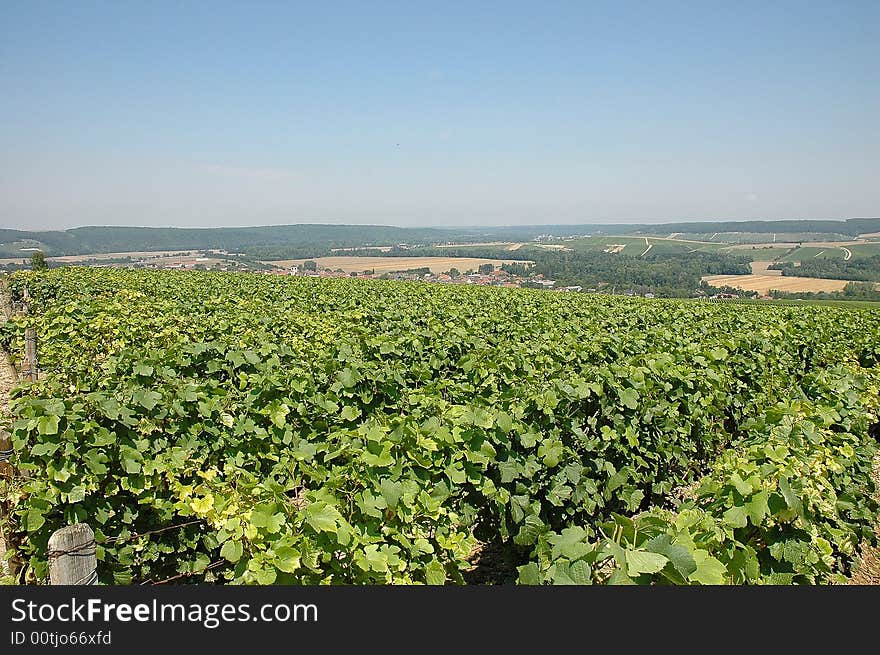 Vast extent of ground with luxuriant vineyards